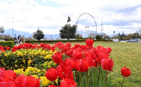 Antalya’da Lale Mevsimi: Şehrin Dört Bir Yanında Görsel Şölen