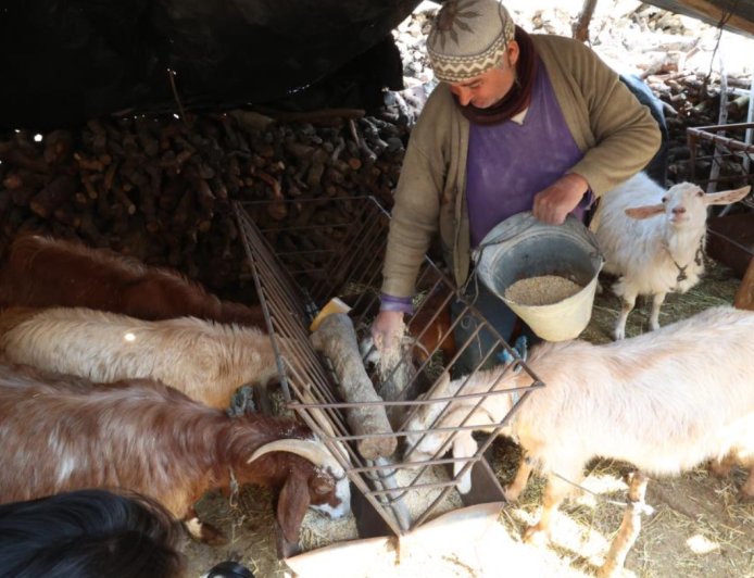 Üreticinin Yem Yükü Hafifledi: Büyükşehir’den Korkuteli’ne Maliyet Düşüren Destek