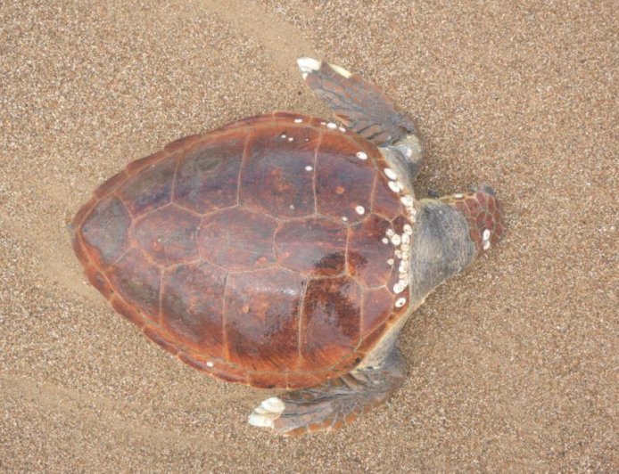 Antalya'nın Manavgat ilçesinde ölü caretta caretta sahile vurdu.