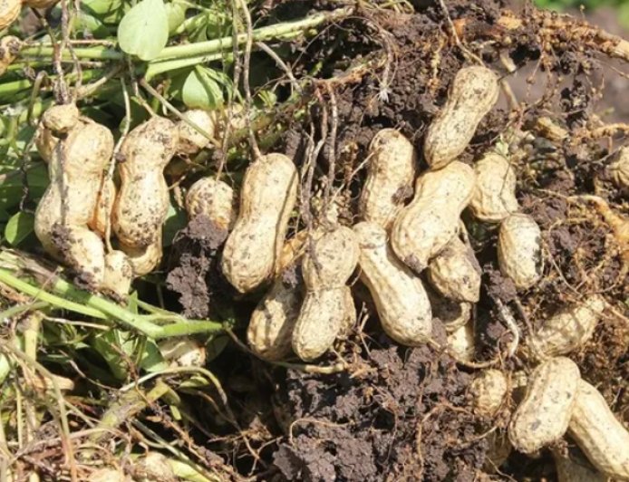 Fıstık Kabuğundaki Mucize Dokunuş! Sağlıklı Yaşam İçin Yeni Keşif.