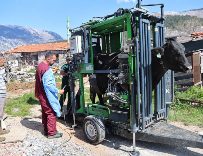 Hayvancılıkta Masraflar Azalıyor: Antalya Büyükşehir Üreticinin Yanında.