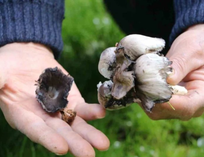 Mantar Mevsimi Geldi, Tehlike Kapıda: Yabani Mantara Karşı Kritik Uyarı