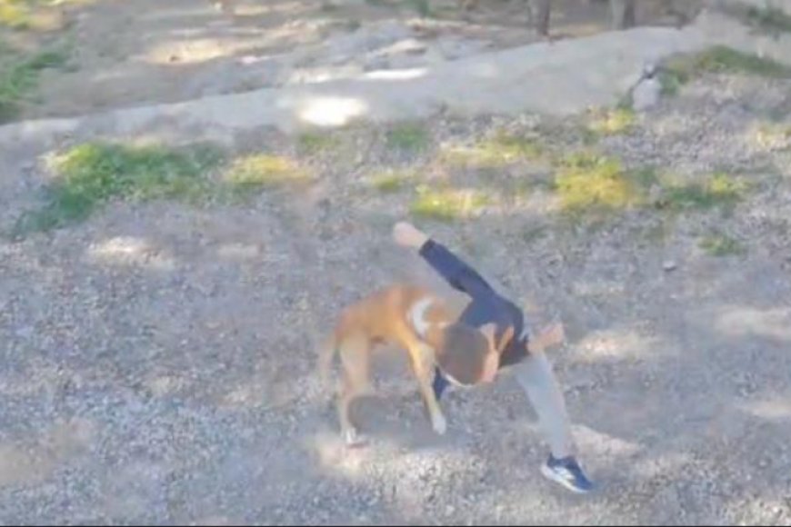 Antalya'nın Gazipaşa ilçesinde sokakta oynayan 7 yaşındaki çocuk, sahipsiz bir köpeğin saldırısına uğradı.