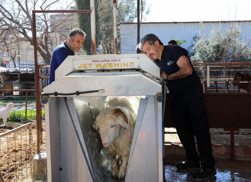 Antalya Büyükşehir’den Hayvan Yetiştiricisine Ücretsiz Parazit Desteği