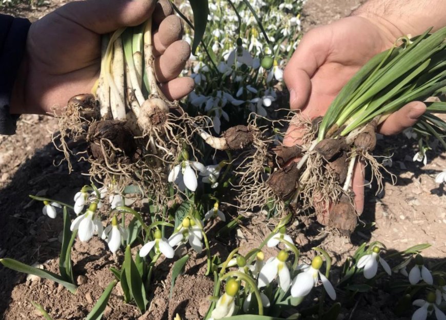 Akseki’nin Beyaz Altını: Toros Kardeleni Ekonomiye Can Veriyor