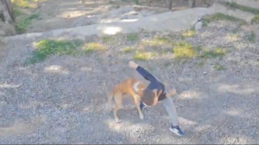 Antalya'nın Gazipaşa ilçesinde sokakta oynayan 7 yaşındaki çocuk, sahipsiz bir köpeğin saldırısına uğradı.