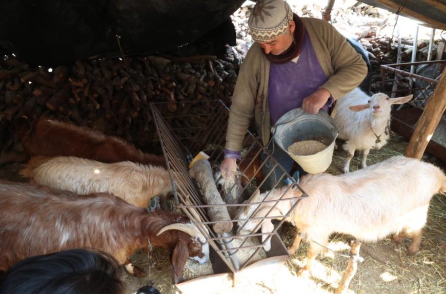 Üreticinin Yem Yükü Hafifledi: Büyükşehir’den Korkuteli’ne Maliyet Düşüren Destek
