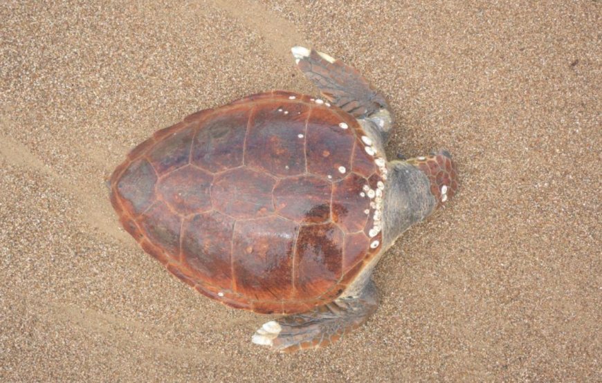 Antalya'nın Manavgat ilçesinde ölü caretta caretta sahile vurdu.