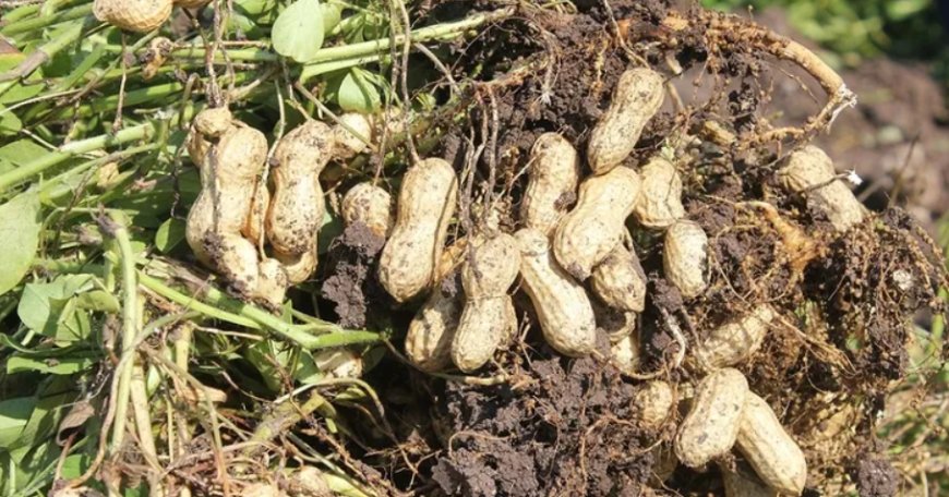 Fıstık Kabuğundaki Mucize Dokunuş! Sağlıklı Yaşam İçin Yeni Keşif.