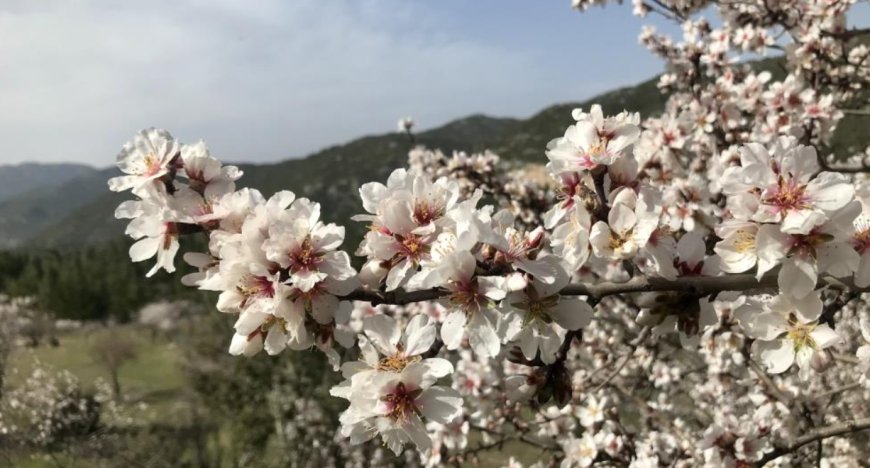 Toroslar’da Bahar Senfonisi: Akseki Badem Çiçekleriyle Beyaza Büründü