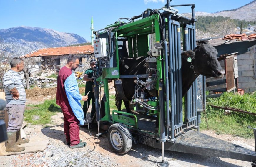 Hayvancılıkta Masraflar Azalıyor: Antalya Büyükşehir Üreticinin Yanında.