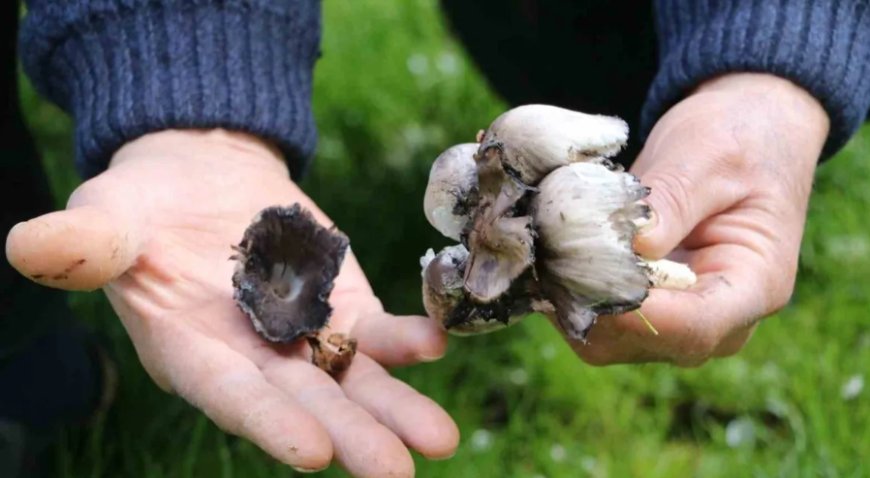 Mantar Mevsimi Geldi, Tehlike Kapıda: Yabani Mantara Karşı Kritik Uyarı