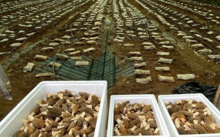 Tarımda "Kuzugöbeği" Devrimi: Ziraat Mühendisi Ömer Şahin İmkansızı Başardı