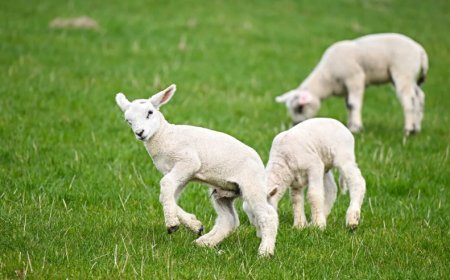 TİGEM’den Tam Destek: 100 Baş Hayvanla Kendi Sürünü Kurma Fırsatı