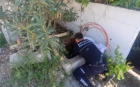 Manavgat İtfaiyesinden Şefkat Operasyonu: Bir Serçe, Üç Kirpi Hayata Tutundu