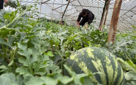 Serik’te Hasat Heyecanı: Turfanda Karpuzlar Tezgahlara İnmek İçin Gün Sayıyor