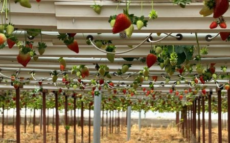 Topraksız Tarımla Sınırları Aştı: Antalya Çileği Asya ve Avrupa Yolunda