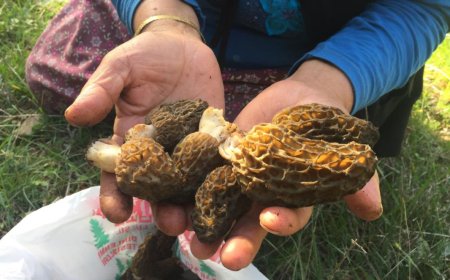 Hem Şifa Hem Kazanç: Toroslar’ın Mucize Mantarı Sahneye Çıktı