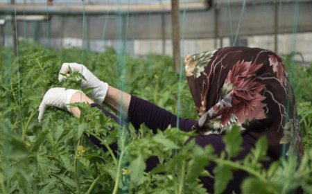 Aksu’nun 370 Bin Tonluk Rekoltesinde "Kadın Eli": Üretimin Tamamı Onlara Emanet