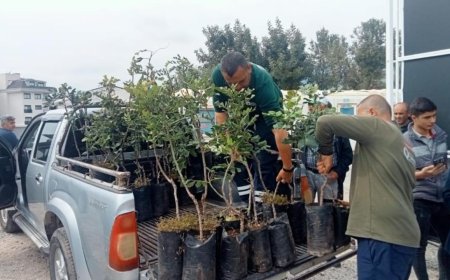 Alanya’nın "Siyah Altın"ı Toprakla Buluştu: 5 Bin Keçiboynuzu Fidanı Dağıtıldı