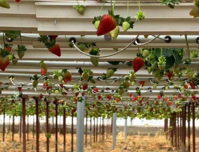 Topraksız Tarımla Sınırları Aştı: Antalya Çileği Asya ve Avrupa Yolunda