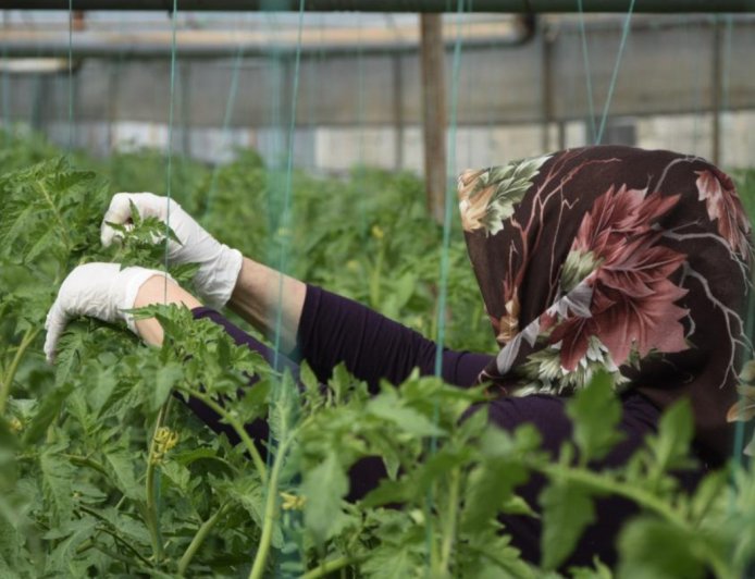 Aksu’nun 370 Bin Tonluk Rekoltesinde "Kadın Eli": Üretimin Tamamı Onlara Emanet