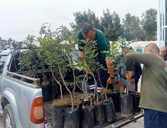 Alanya’nın "Siyah Altın"ı Toprakla Buluştu: 5 Bin Keçiboynuzu Fidanı Dağıtıldı