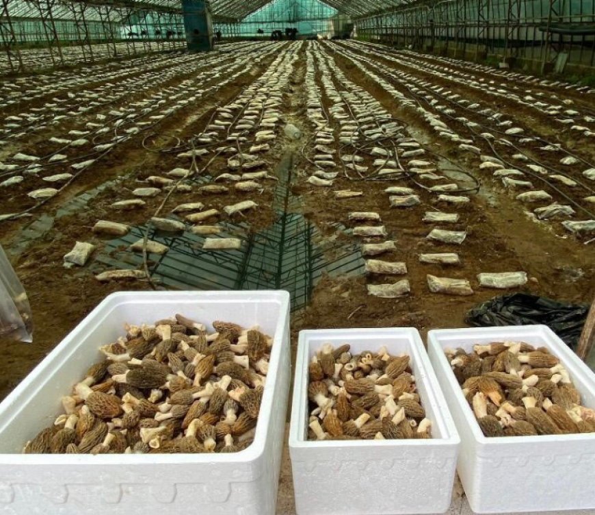 Tarımda "Kuzugöbeği" Devrimi: Ziraat Mühendisi Ömer Şahin İmkansızı Başardı