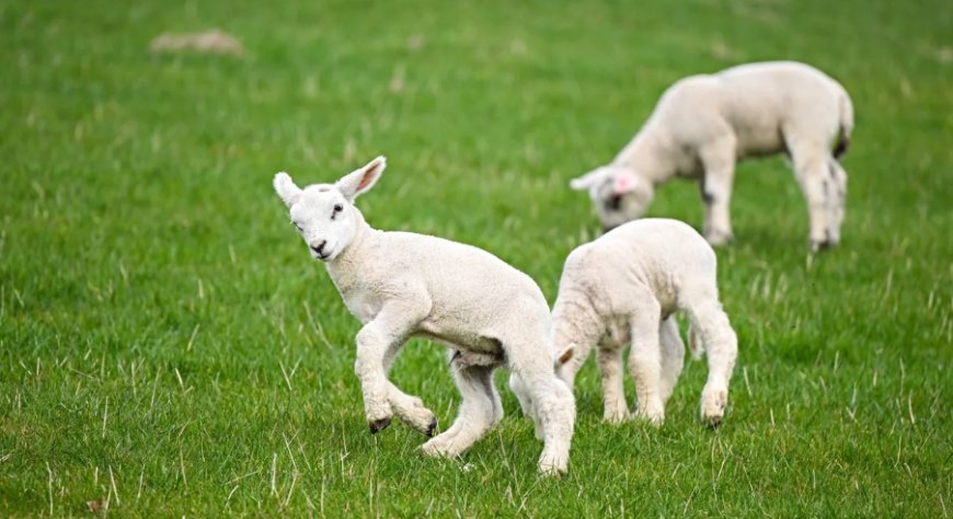 TİGEM’den Tam Destek: 100 Baş Hayvanla Kendi Sürünü Kurma Fırsatı