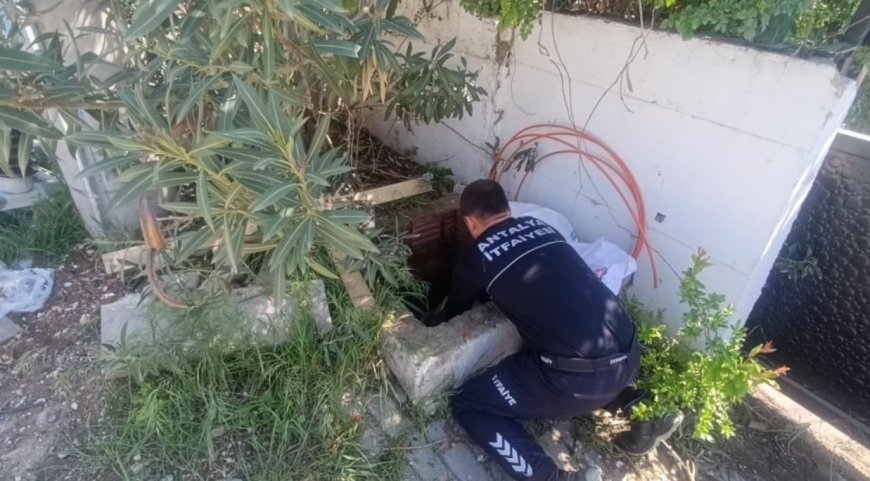 Manavgat İtfaiyesinden Şefkat Operasyonu: Bir Serçe, Üç Kirpi Hayata Tutundu