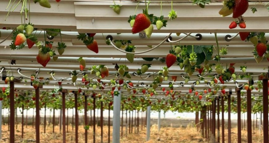 Topraksız Tarımla Sınırları Aştı: Antalya Çileği Asya ve Avrupa Yolunda