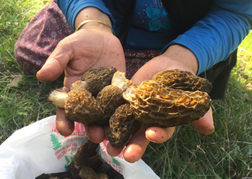 Hem Şifa Hem Kazanç: Toroslar’ın Mucize Mantarı Sahneye Çıktı