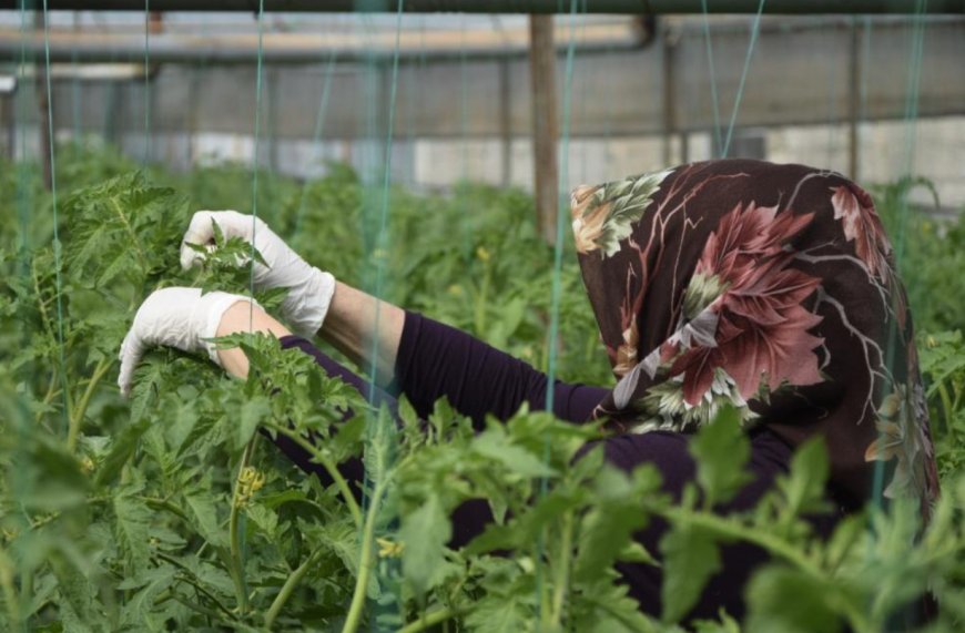 Aksu’nun 370 Bin Tonluk Rekoltesinde "Kadın Eli": Üretimin Tamamı Onlara Emanet