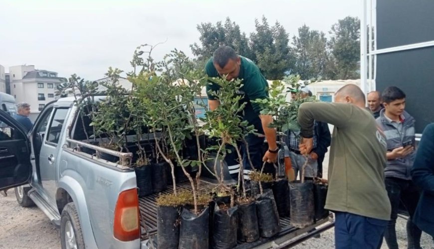 Alanya’nın "Siyah Altın"ı Toprakla Buluştu: 5 Bin Keçiboynuzu Fidanı Dağıtıldı