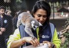 Antalya’nın Yeni Gözbebeği: Karşınızda Yavru Lemur "Zabumafu"!