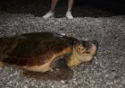 Konyaaltı Sahili’nde Caretta Caretta Heyecanı: Tatilciler Şaşkınlığını Gizleyemedi