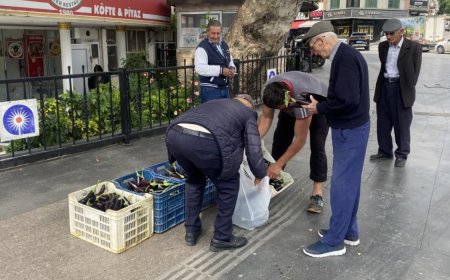 Serik'te Patlıcan Hasadı Vatandaşa Kaldı: Seranın Kapıları Ücretsiz Açıldı.