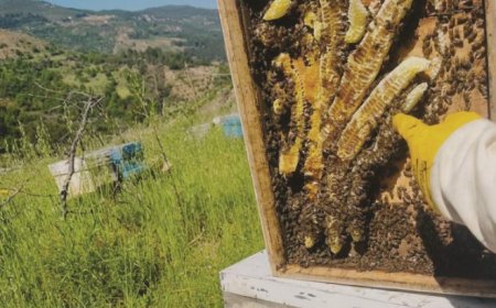 Gazipaşa’da Altın Sarısı Mesai: Yılın İlk Çiçek Balı Hasat Edildi