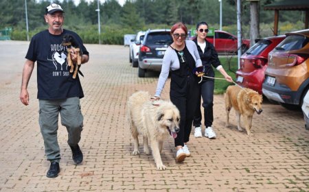 Antalya’da Can Dostlar Yeni Yuvalarını Bekliyor: Satın Almayın, Sahiplenin!