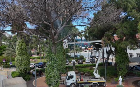 Çam Ağaçlarını Kurtarma Operasyonu: Alanya’da Seferberlik Başladı