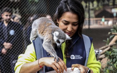 Antalya’nın Yeni Gözbebeği: Karşınızda Yavru Lemur "Zabumafu"!