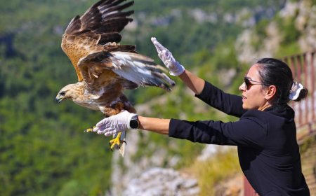 Antalya’da Doğaya Dönüş Heyecanı: Kızıl Şahin Yuvasına Kavuştu