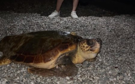 Konyaaltı Sahili’nde Caretta Caretta Heyecanı: Tatilciler Şaşkınlığını Gizleyemedi