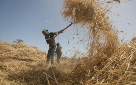 Türkiye Buğday Üretiminde Tarihi Eşiği Geçiyor: Rekor Beklentisi