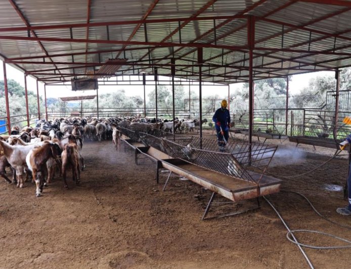 Antalya’da Haşereye Geçit Yok: Büyükşehir Ekipleri Ahırları Mercek Altına Aldı