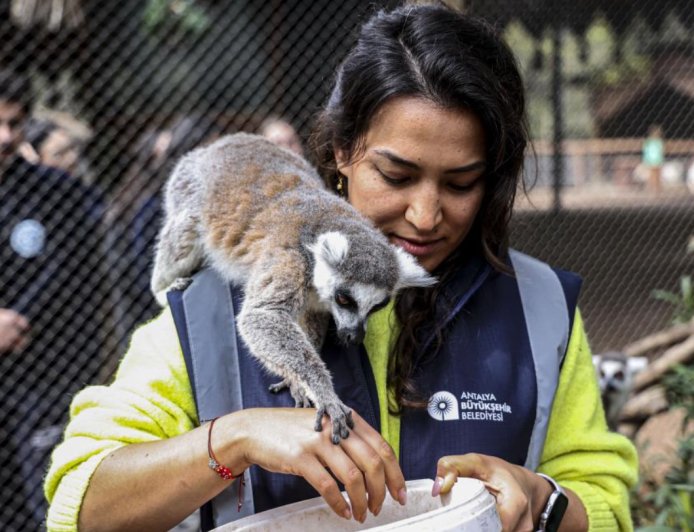 Antalya’nın Yeni Gözbebeği: Karşınızda Yavru Lemur "Zabumafu"!