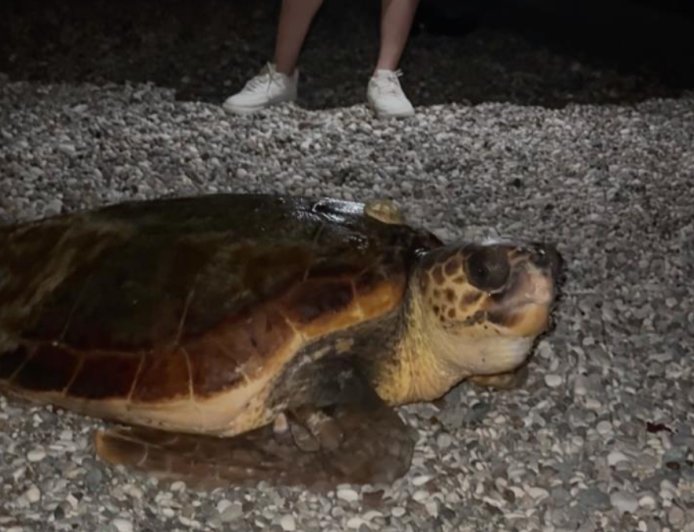 Konyaaltı Sahili’nde Caretta Caretta Heyecanı: Tatilciler Şaşkınlığını Gizleyemedi