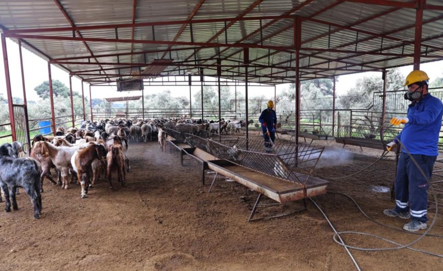 Antalya’da Haşereye Geçit Yok: Büyükşehir Ekipleri Ahırları Mercek Altına Aldı