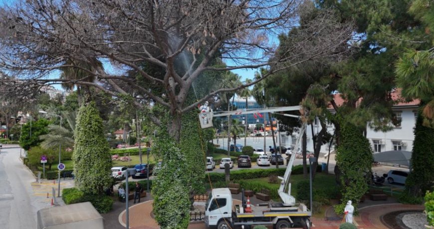 Çam Ağaçlarını Kurtarma Operasyonu: Alanya’da Seferberlik Başladı