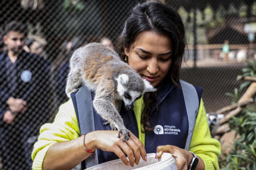 Antalya’nın Yeni Gözbebeği: Karşınızda Yavru Lemur "Zabumafu"!